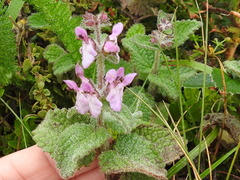 Stachys rigida