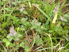 Stachys rigida