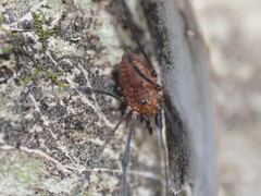 Leiobunum calcar