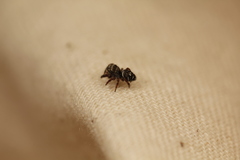 Phidippus olympus