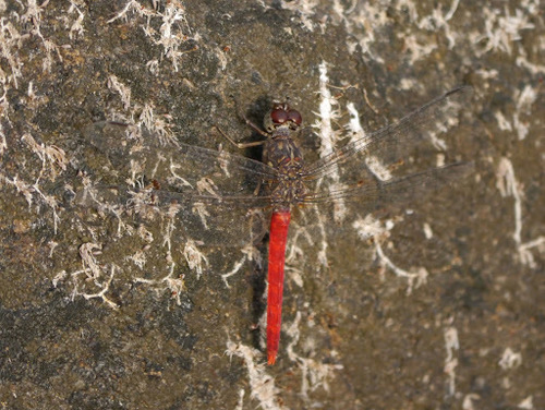 Red Rockdweller