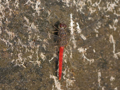 Bradinopyga strachani