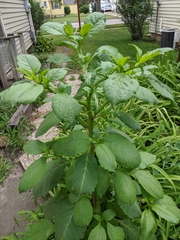 Phytolacca americana