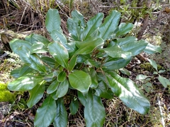 Brachyglottis buchananii