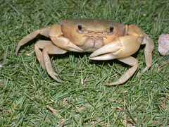 Geothelphusa albogilva