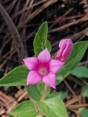 Spigelia scabrella