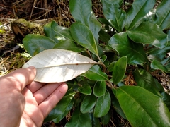 Brachyglottis buchananii