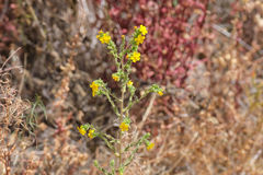 Deinandra mohavensis