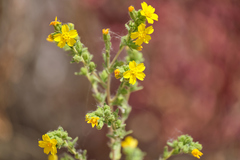 Deinandra mohavensis