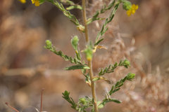 Deinandra mohavensis