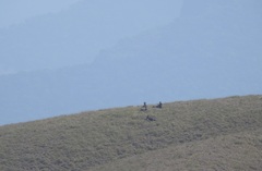Nilgiritragus hylocrius