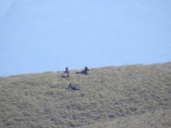 Nilgiritragus hylocrius