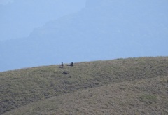 Nilgiritragus hylocrius