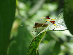 Anisoscelis gradadius