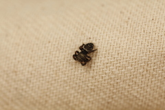 Phidippus olympus