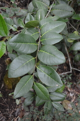 Ottoschulzia rhodoxylon