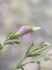 Cordylanthus parviflorus