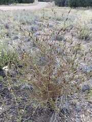 Cordylanthus parviflorus