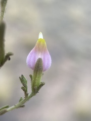 Cordylanthus parviflorus