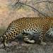 Leopardo Indio - Photo (c) Raja bandi, algunos derechos reservados (CC BY), uploaded by Raja bandi