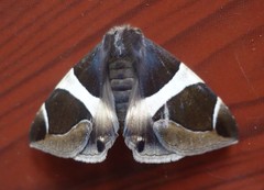 Bastilla crameri