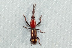 Orychodes digramma