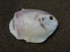Mola mola