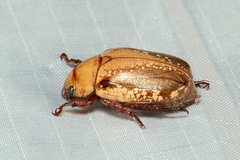 Anoplognathus concolor