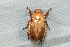 Anoplognathus concolor