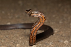 Cacophis squamulosus