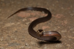 Cacophis squamulosus