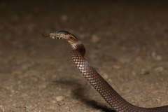 Cacophis squamulosus