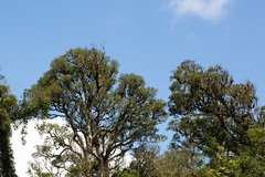 Nothofagus moorei