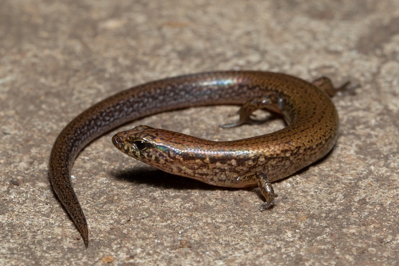 Red-Tailed Calyptotis