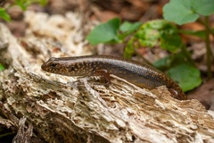 Silvascincus murrayi