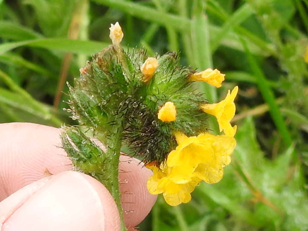Woolly breeches (Amsinckia spectabilis)