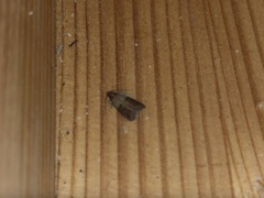 Plodia interpunctella