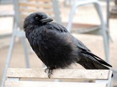 Corvus corone