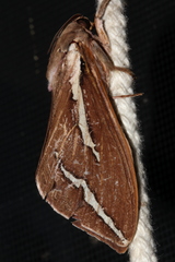 Abantiades latipennis