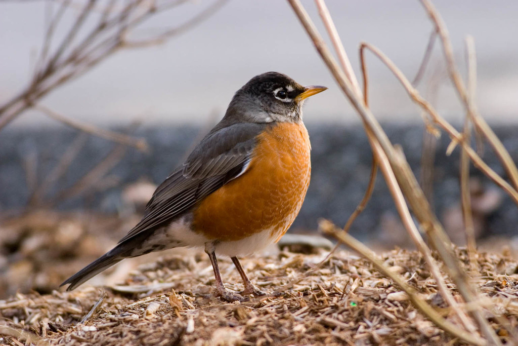 European robin guide: diet, habitat and species facts - Discover