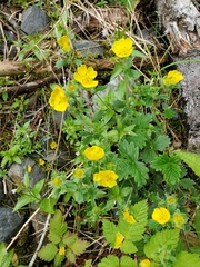 Potentilla × villosula