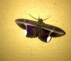 Hemeroblemma mexicana