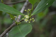 Elaeodendron xylocarpum