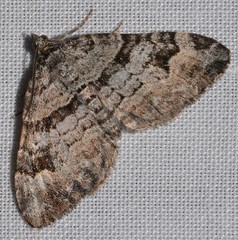 Xanthorhoe abrasaria