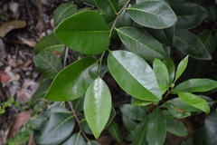 Ottoschulzia rhodoxylon