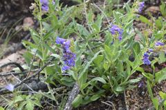 Penstemon