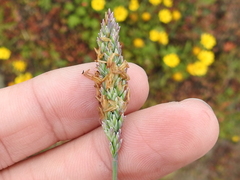 Poa unilateralis unilateralis