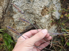 Poa unilateralis unilateralis