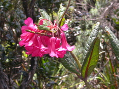 Rhododendron rugosum