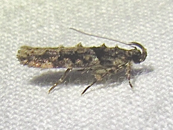Telphusa perspicua